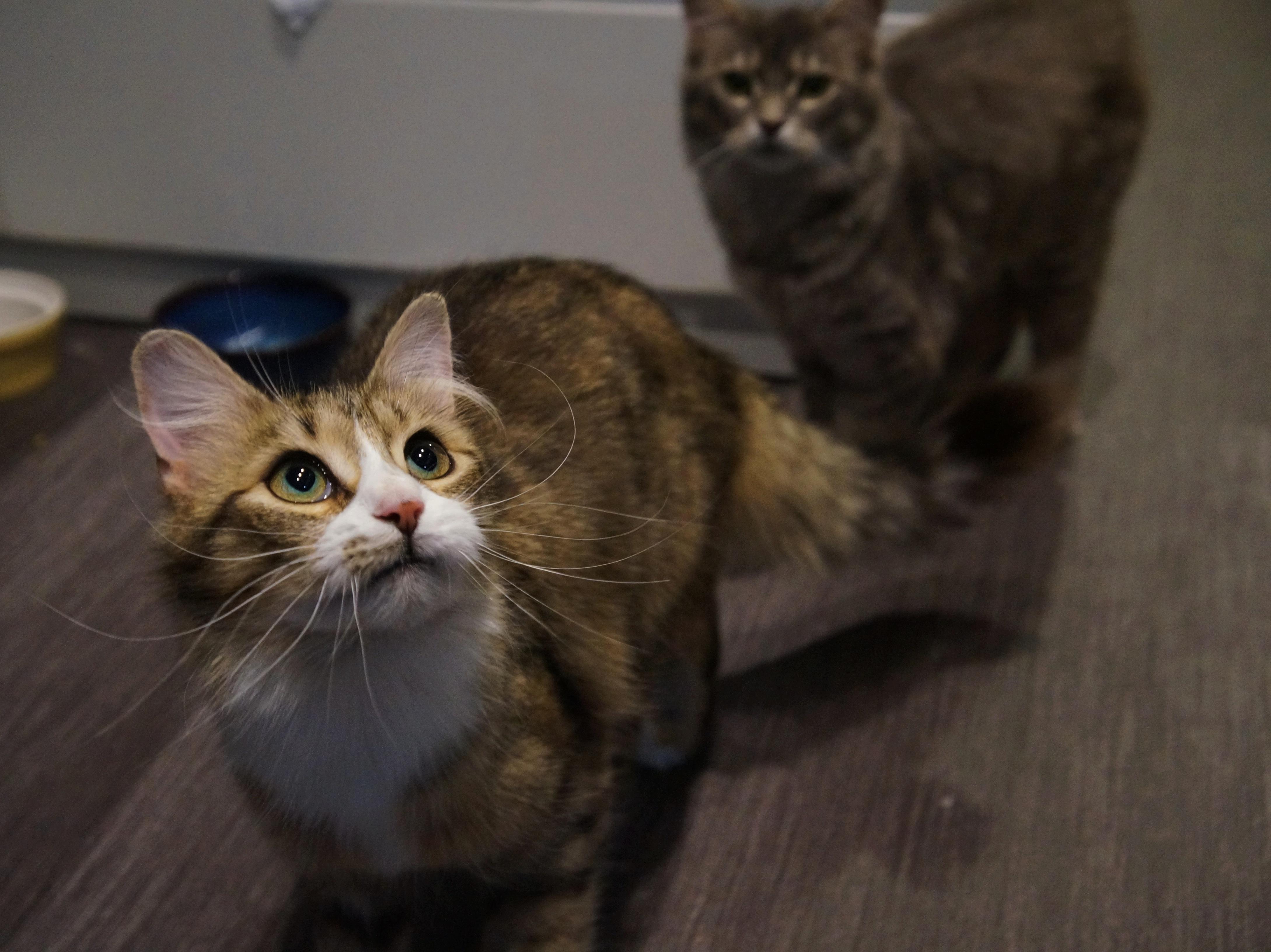 Tawny, a ADOPTABLE Domestic Medium Hair in Wakefield, QC image 2/5