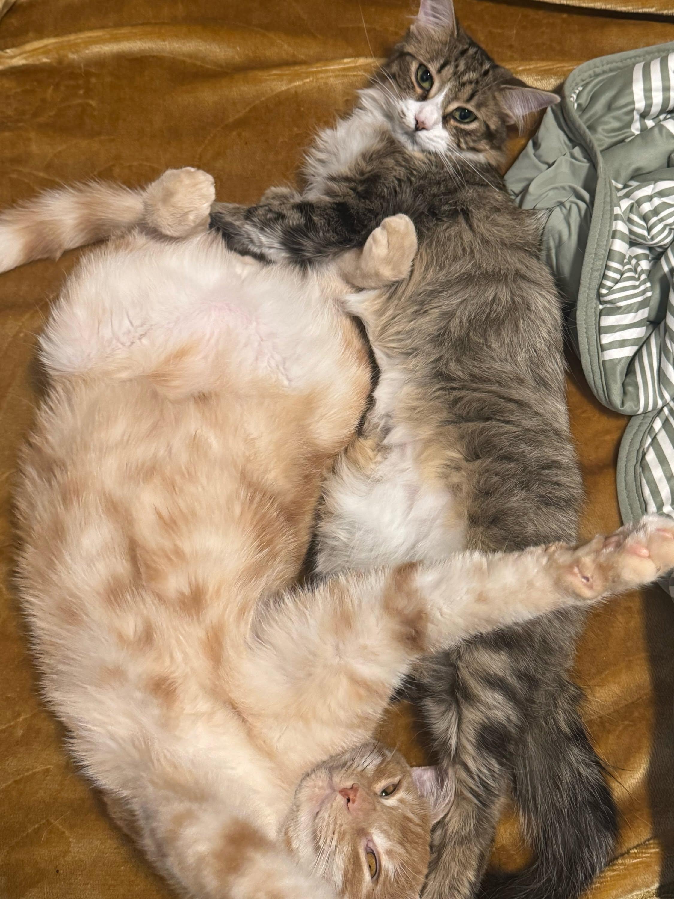 Tawny, a ADOPTABLE Domestic Medium Hair in Wakefield, QC image 5/5