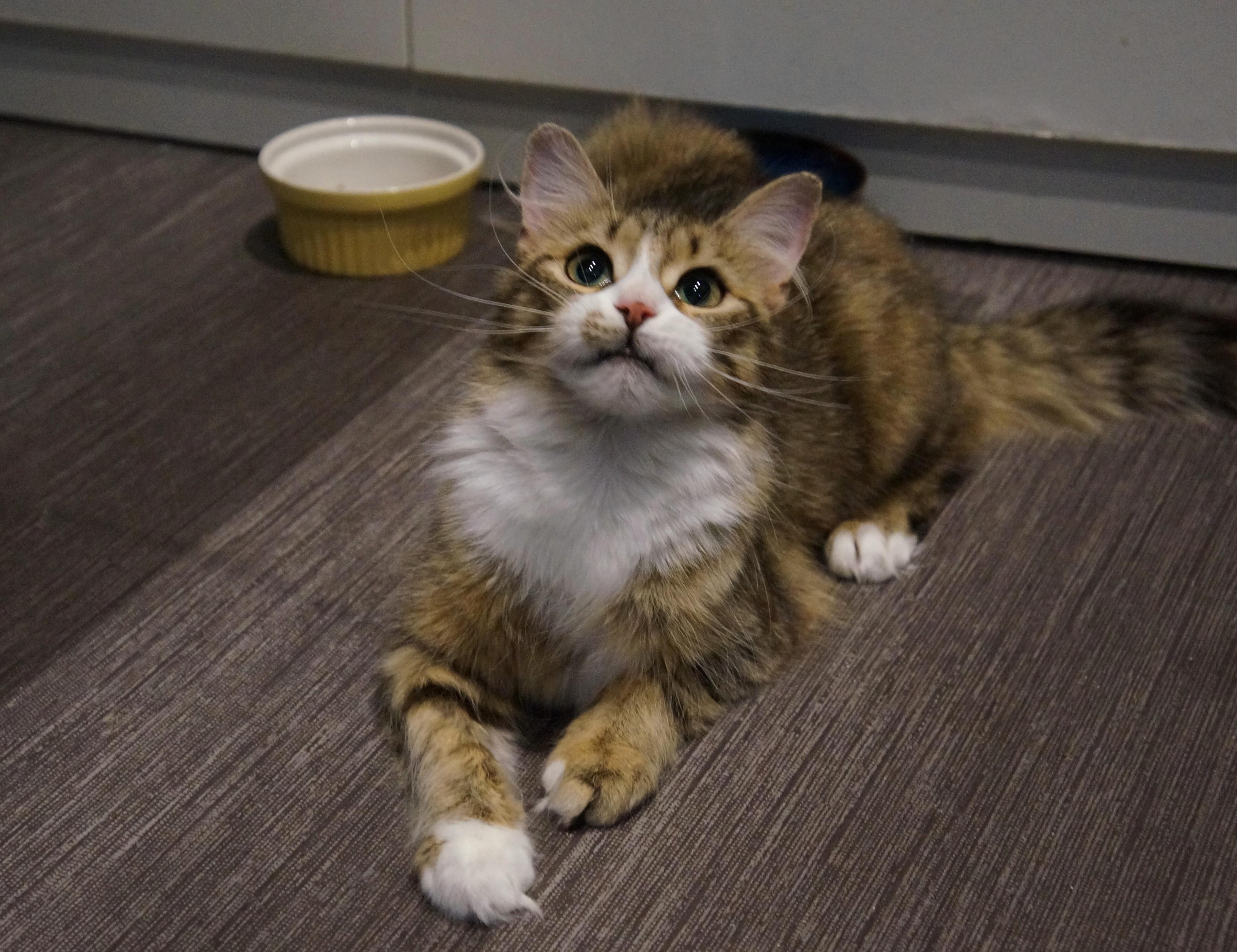 Tawny, ADOPTABLE, Young Female Domestic Medium Hair.