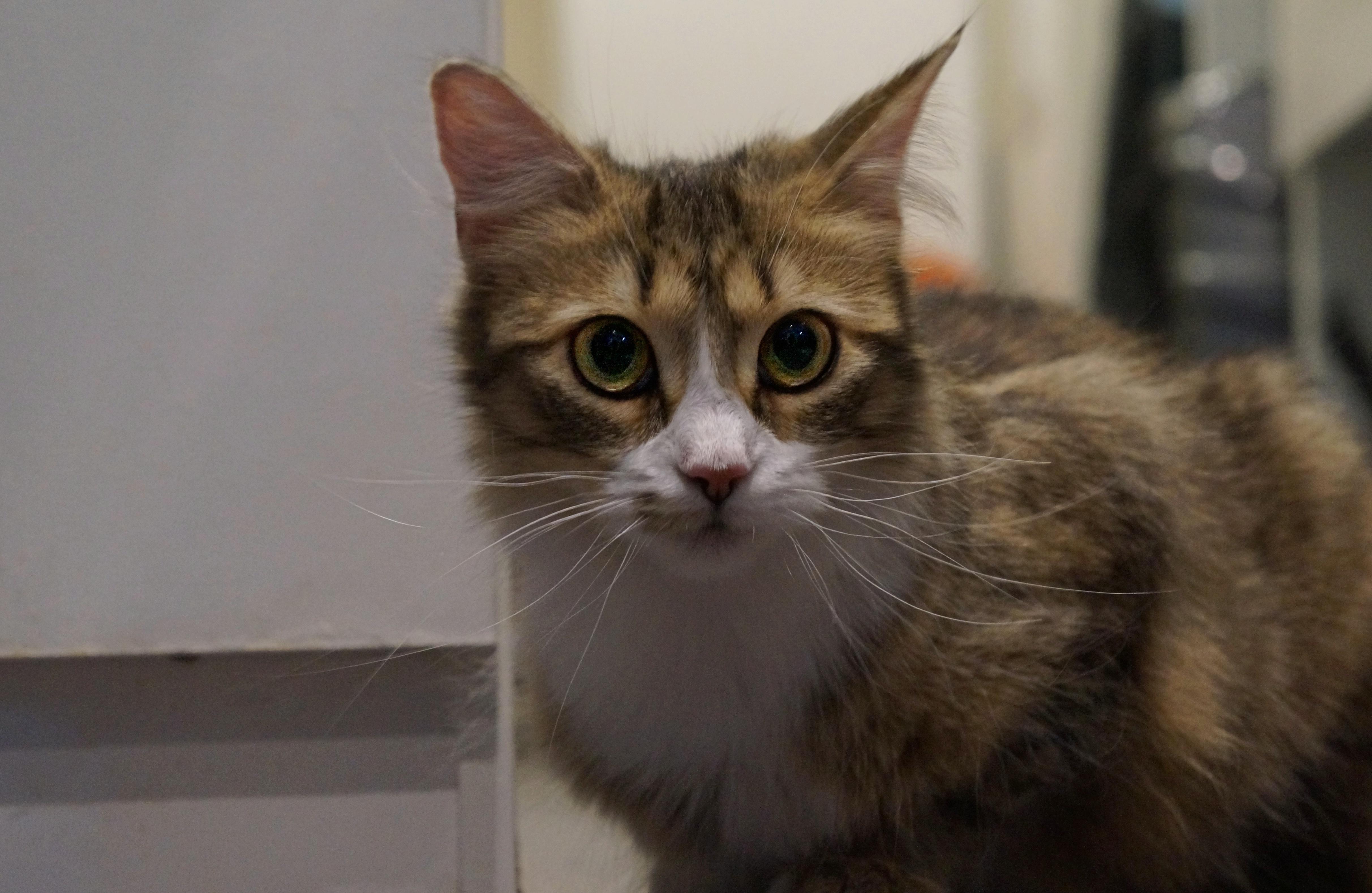 Tawny, a ADOPTABLE Domestic Medium Hair in Wakefield, QC image 4/5