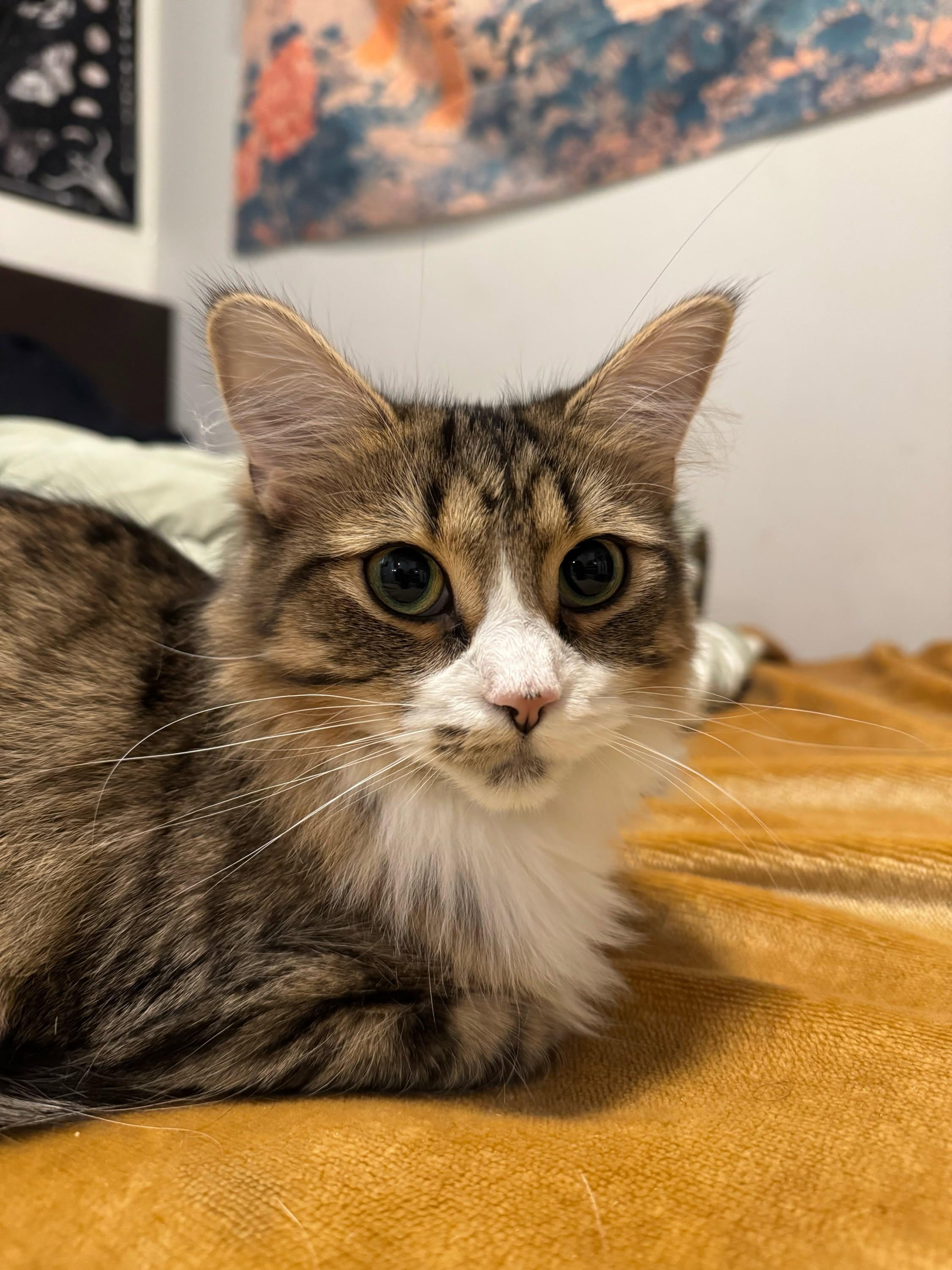 Tawny, ADOPTABLE, Young Female Domestic Medium Hair.