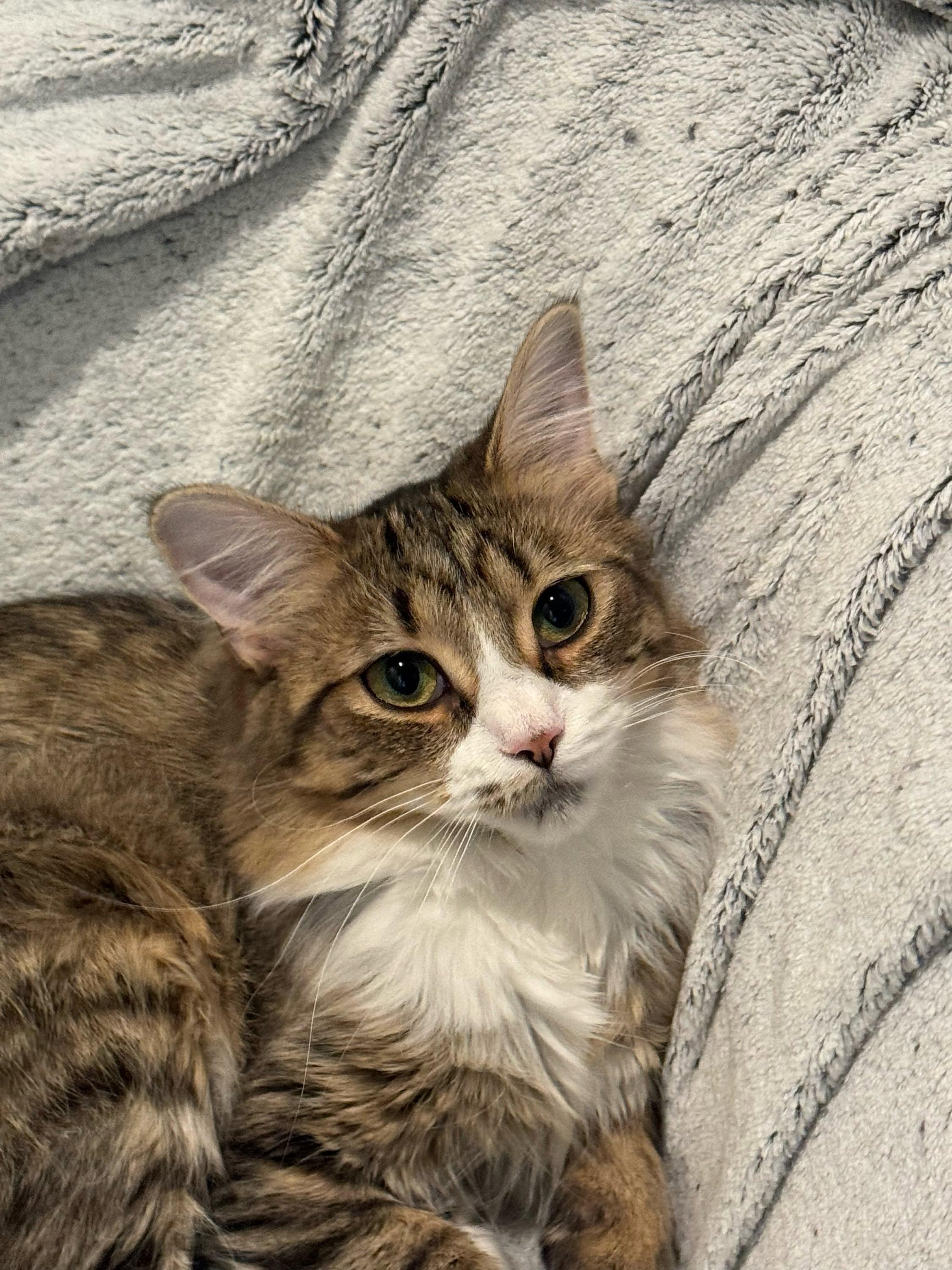Tawny, a ADOPTABLE Domestic Medium Hair in Wakefield, QC image 4/5