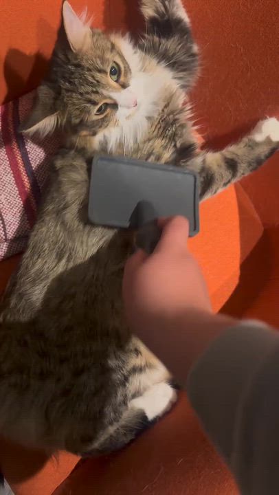 Enlarge Tawny, a ADOPTABLE Domestic Medium Hair in Wakefield, QC video 3/5