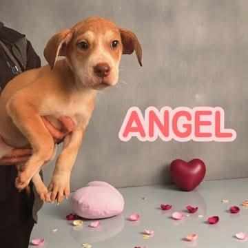 Angel, Adoptable, Puppy Female Hound.