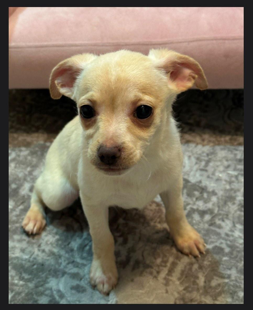 Enlarge Noah, an adopted mixed breed in Flossmoor, IL image 1/1