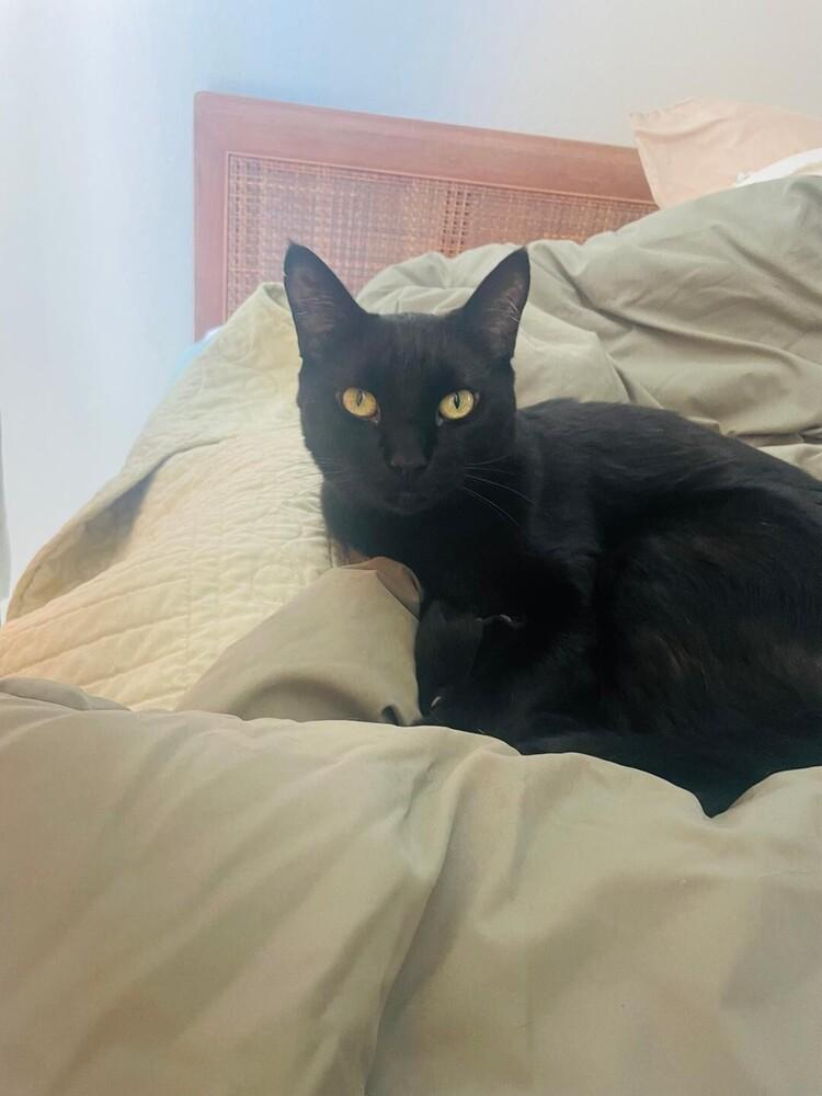 Enlarge Marcus, a Adoptable Domestic Short Hair in Oceanside, CA image 2/4