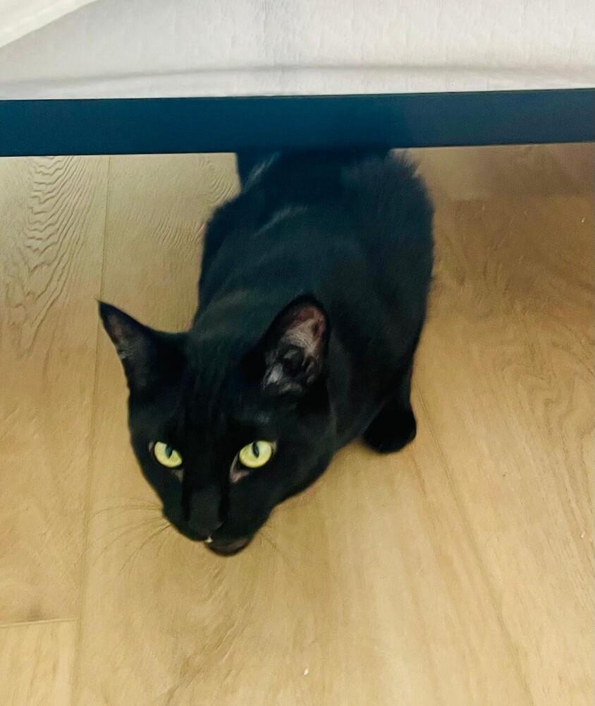 Enlarge Marcus, a Adoptable Domestic Short Hair in Oceanside, CA image 3/4