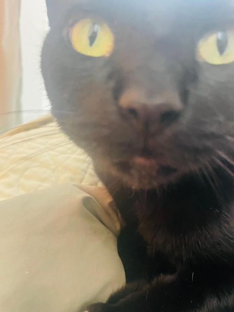 Enlarge Marcus, a Adoptable Domestic Short Hair in Oceanside, CA image 4/4