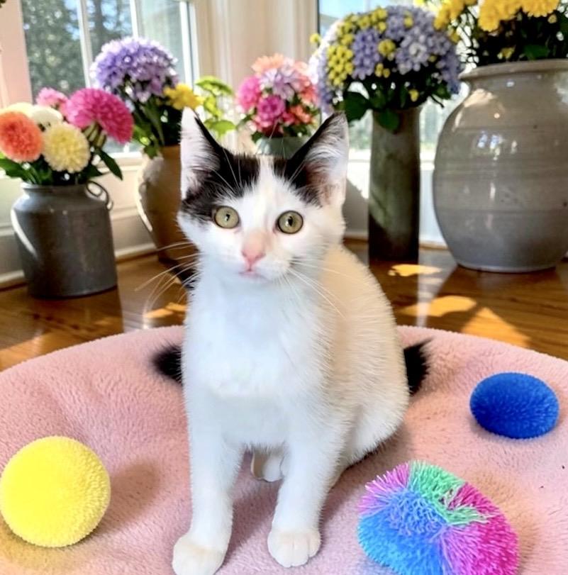 Pringle - KITTEN, a Adoptable Domestic Short Hair in Perry, IA image 2/5