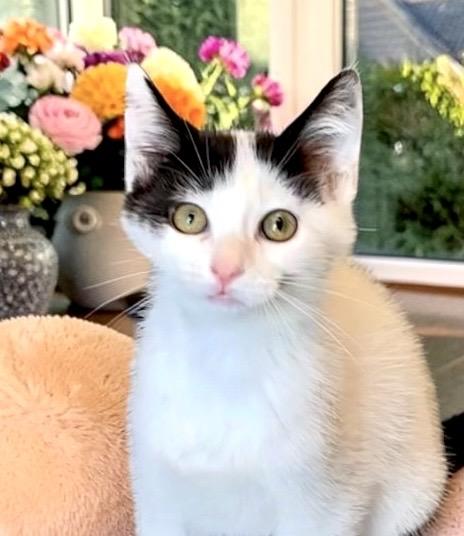 Pringle - KITTEN, a Adoptable Domestic Short Hair in Perry, IA image 5/5