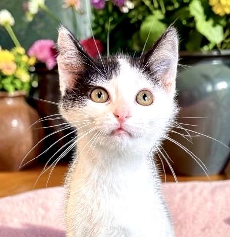 Pringle - KITTEN, Adoptable, Kitten Female Domestic Short Hair.