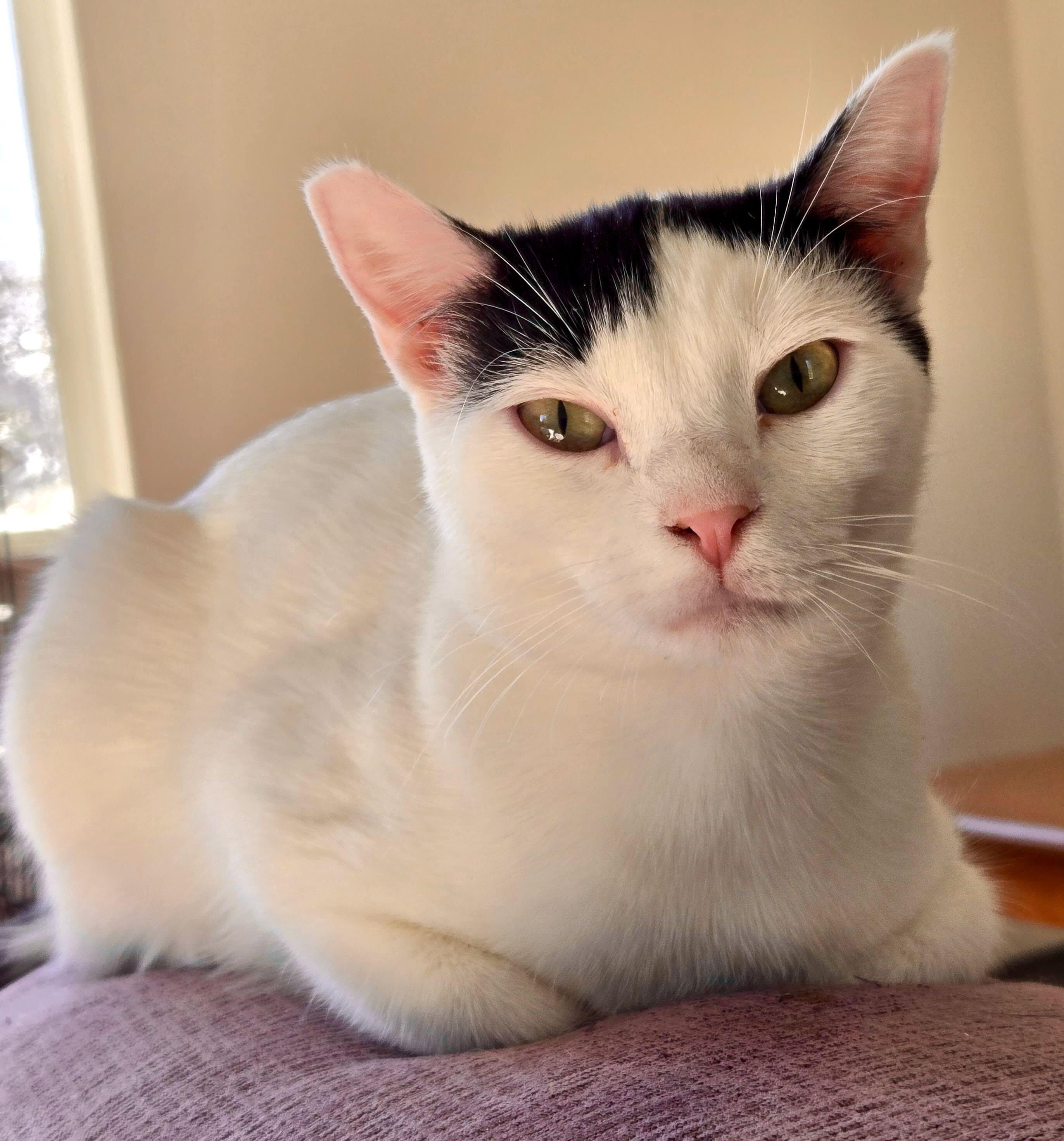 Irene & Petra, a Adoptable mixed breed in Portland, OR image 4/6