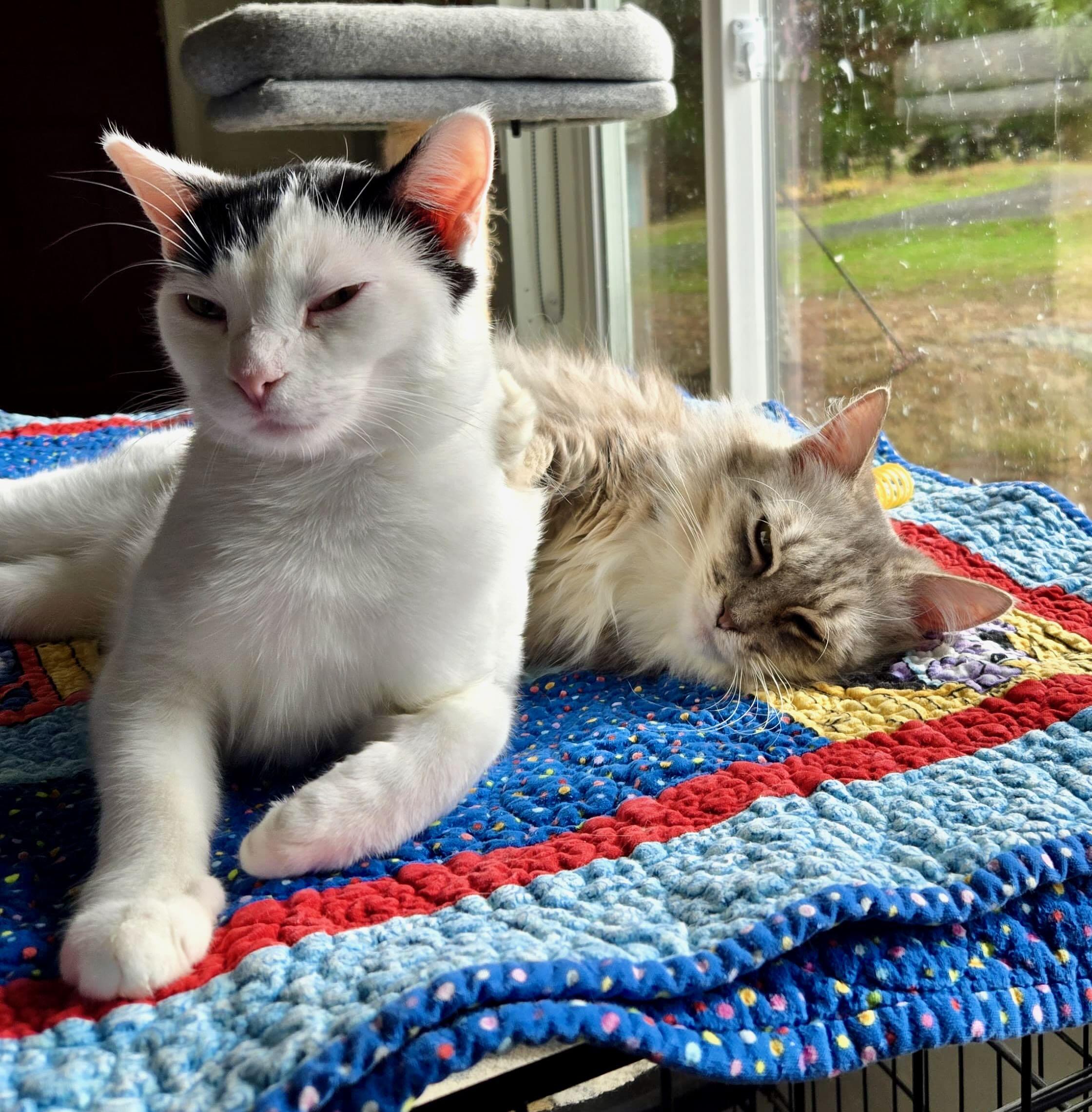 Irene & Petra, a Adoptable mixed breed in Portland, OR image 2/6