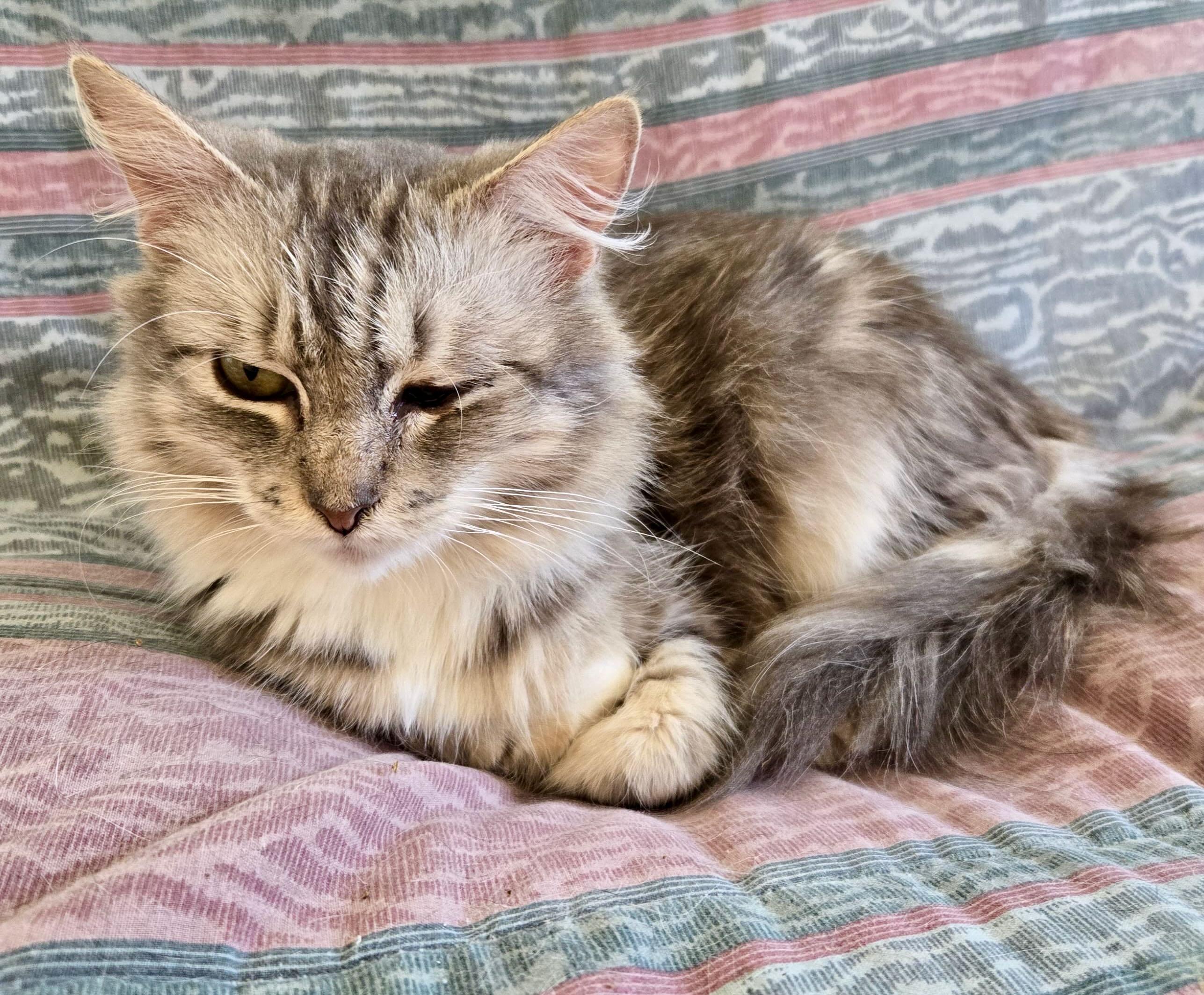 Irene & Petra, Adoptable, Adult Female Domestic Medium Hair & Tabby.