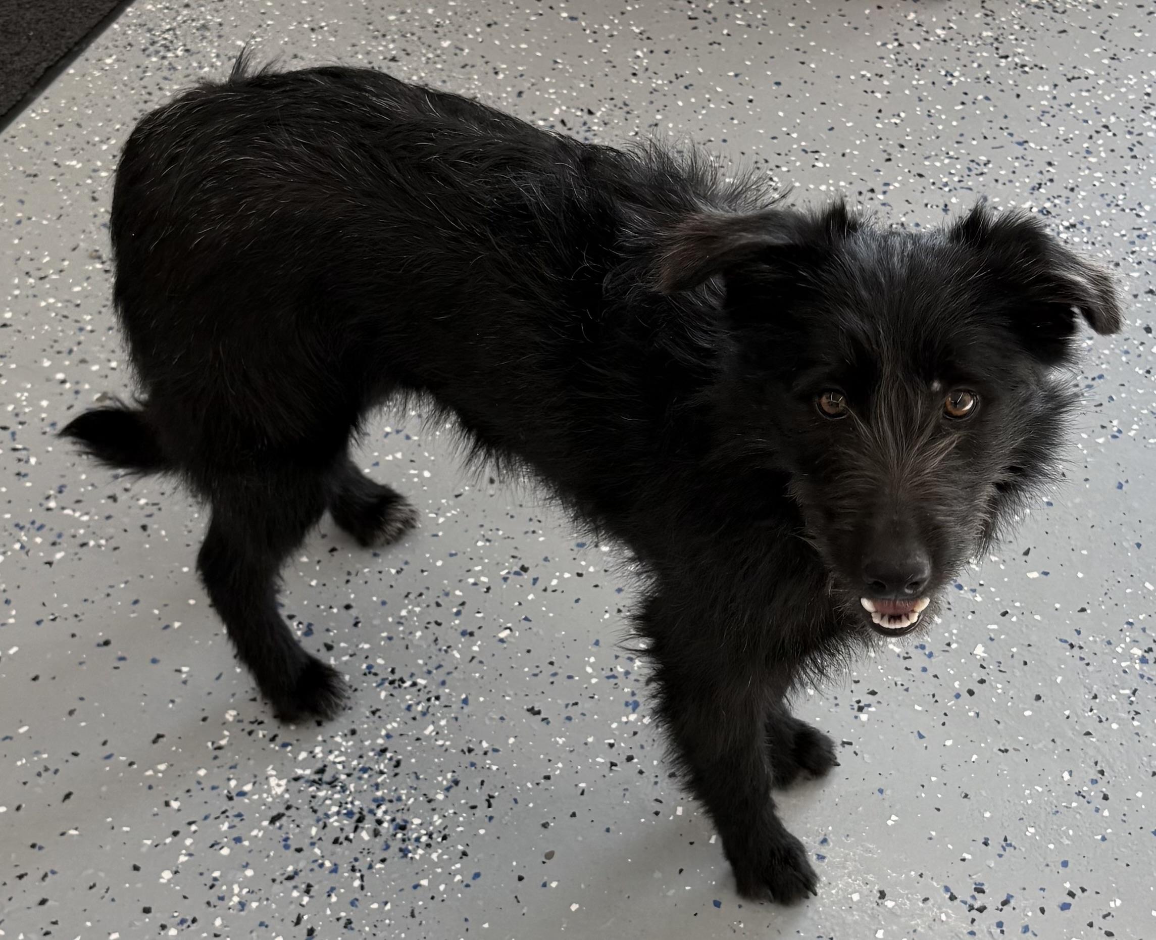 Clementine, a ADOPTABLE Border Terrier in Fort Benton, MT image 3/3
