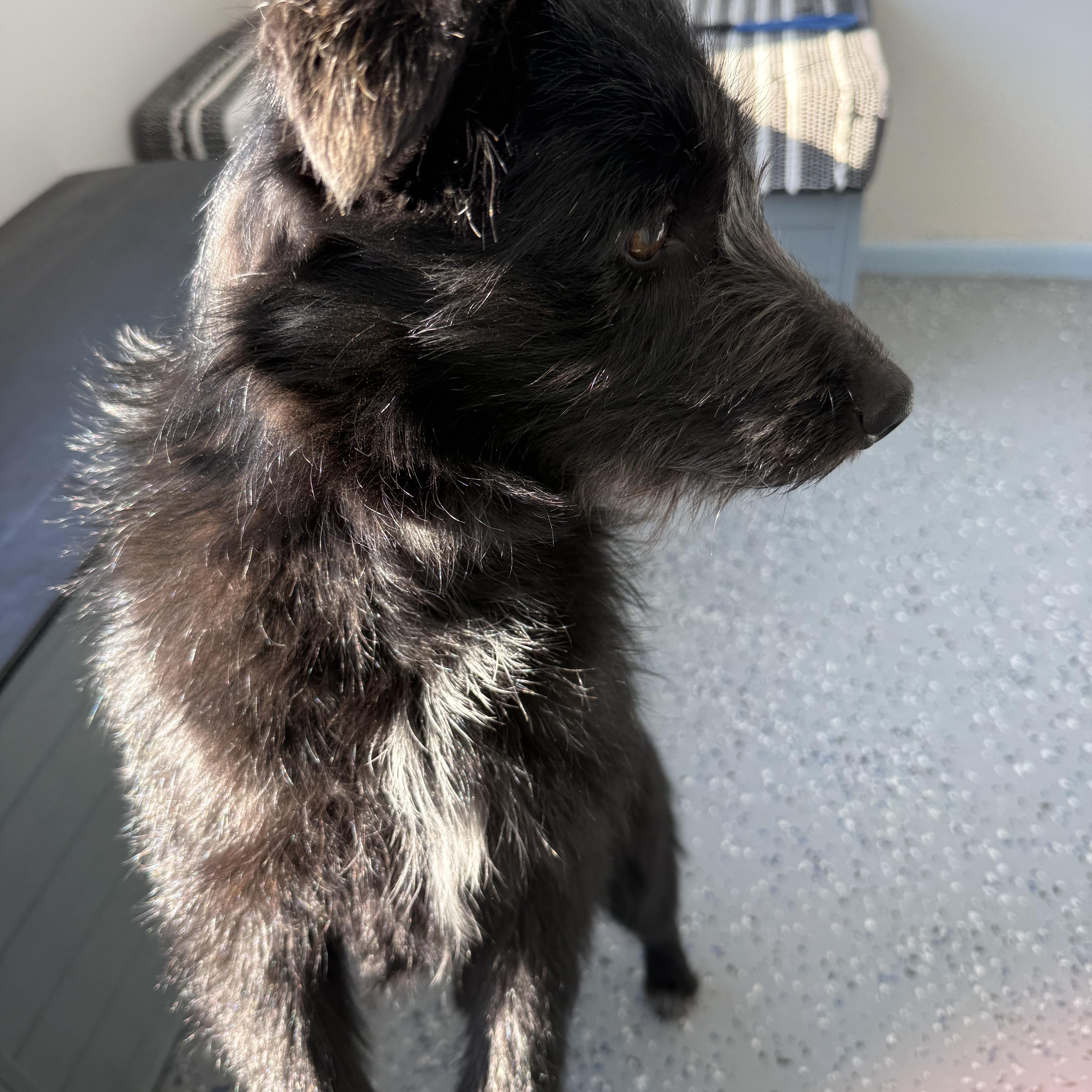 Clementine, ADOPTABLE, Young Female Border Terrier.