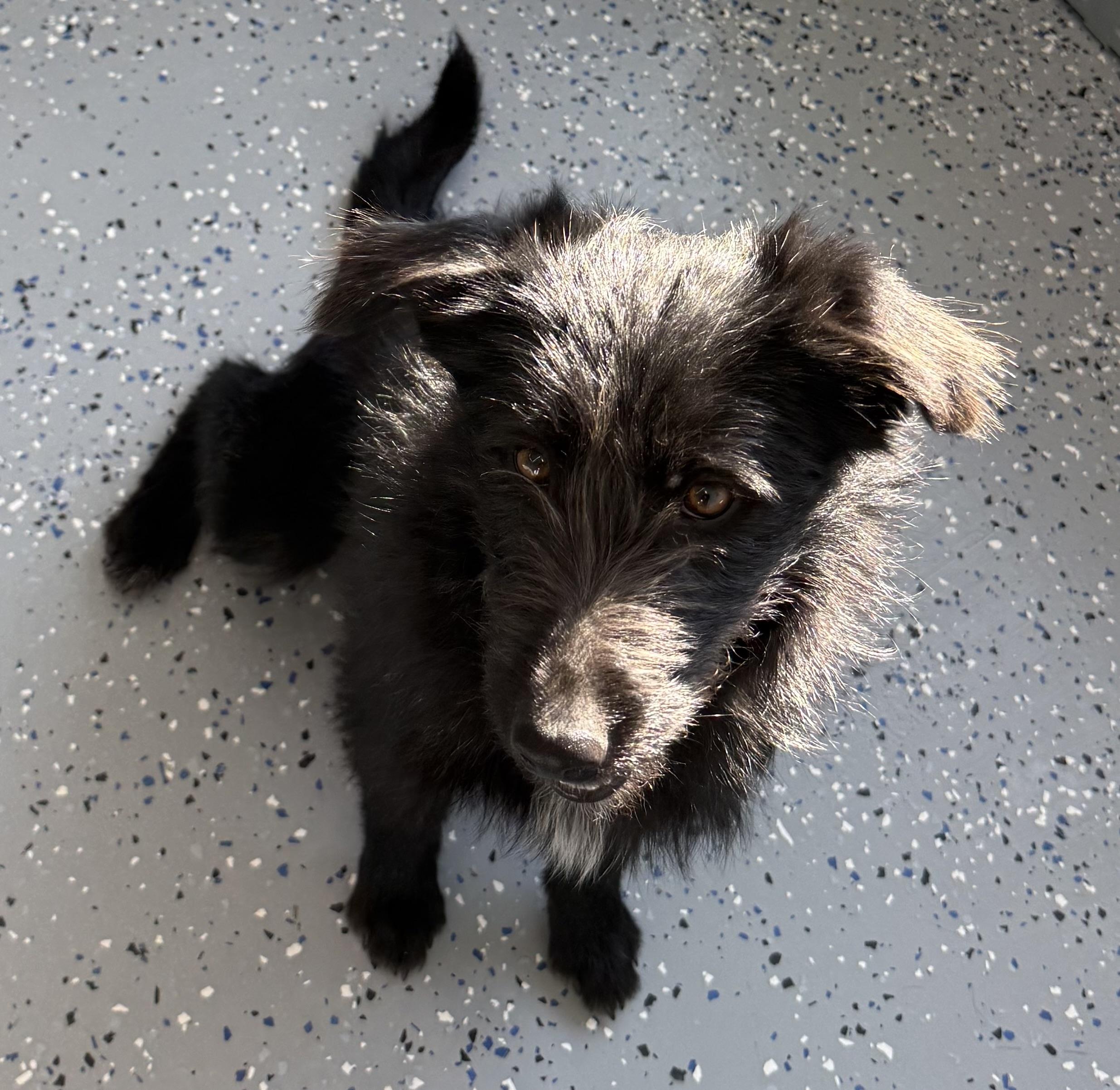 Clementine, a ADOPTABLE Border Terrier in Fort Benton, MT image 2/3