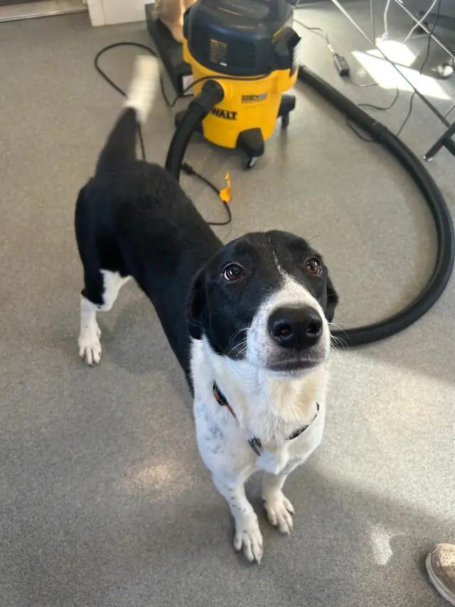 Harlee, ADOPTABLE, Young Female Border Collie.