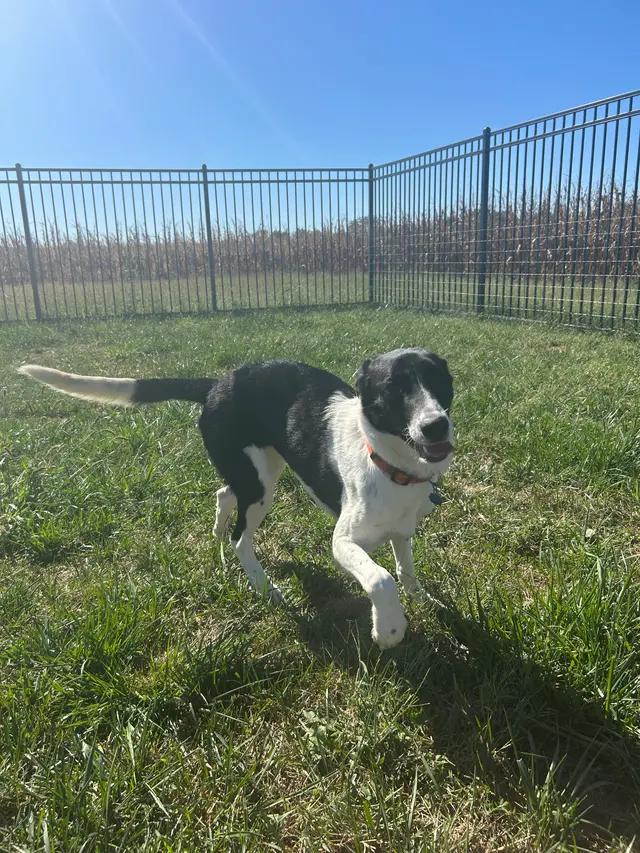 Enlarge Harlee, a ADOPTABLE mixed breed in Seward, NE image 2/6