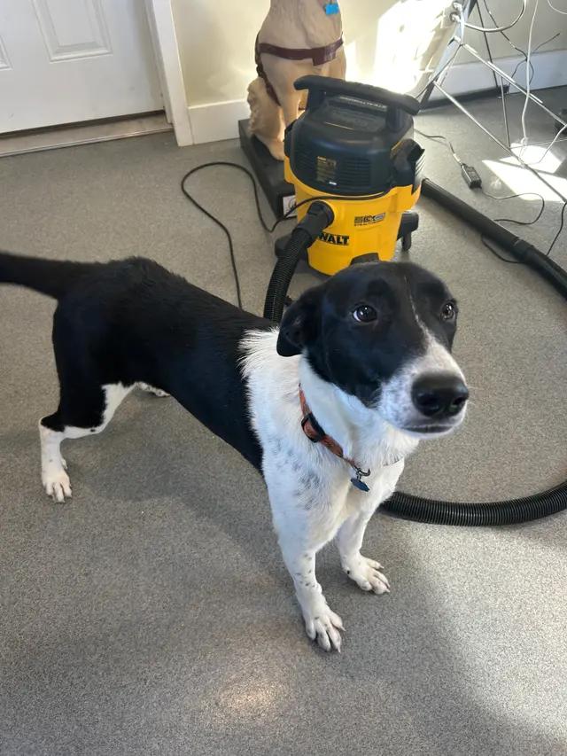 Enlarge Harlee, a ADOPTABLE mixed breed in Seward, NE image 3/6