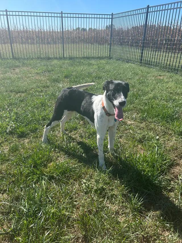 Enlarge Harlee, a ADOPTABLE mixed breed in Seward, NE image 4/6