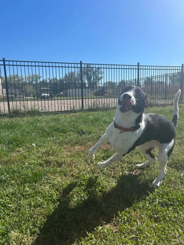Enlarge Harlee, a ADOPTABLE mixed breed in Seward, NE image 5/6