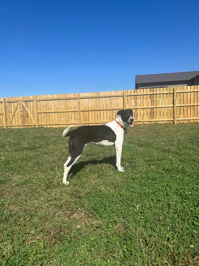 Enlarge Harlee, a ADOPTABLE mixed breed in Seward, NE image 6/6