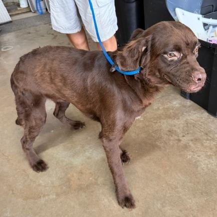 Dennis, a Adoptable Mixed Breed in Denison, TX image 1/3