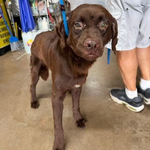 Dennis, a Adoptable Mixed Breed in Denison, TX image 2/3