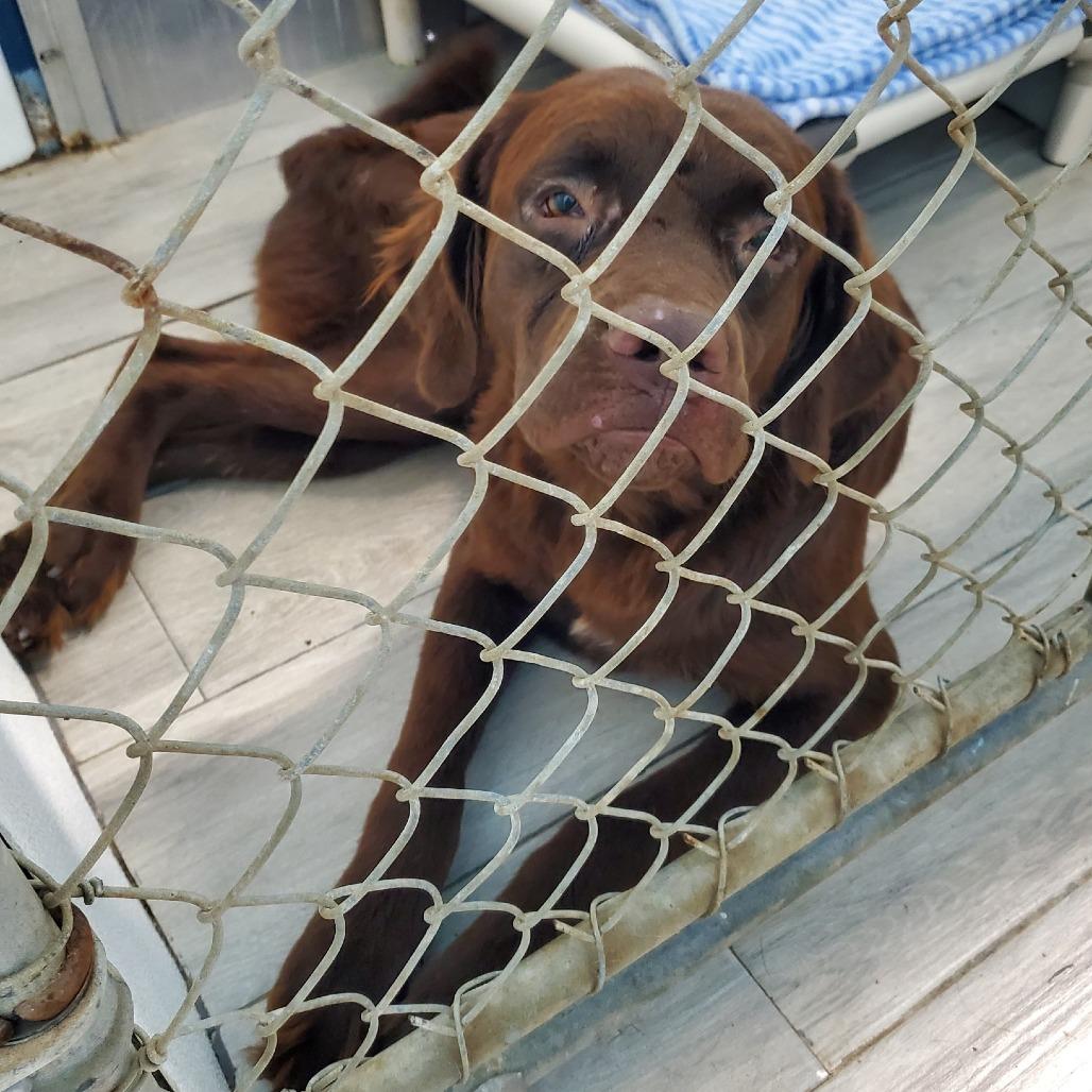 Dennis, a Adoptable Mixed Breed in Denison, TX image 3/3