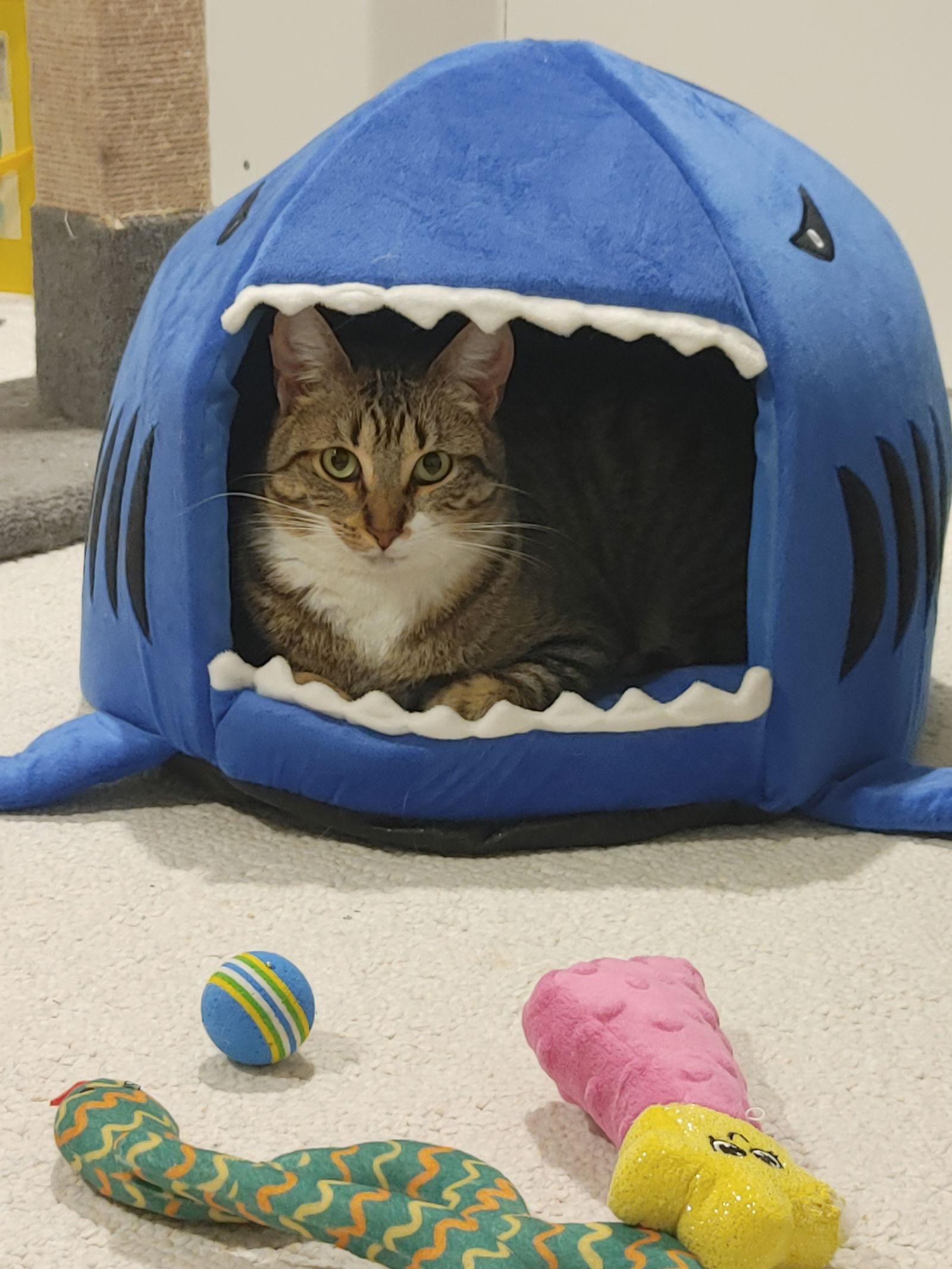 Enlarge Shirley, a Adoptable Domestic Short Hair in Walled Lake, MI image 1/3