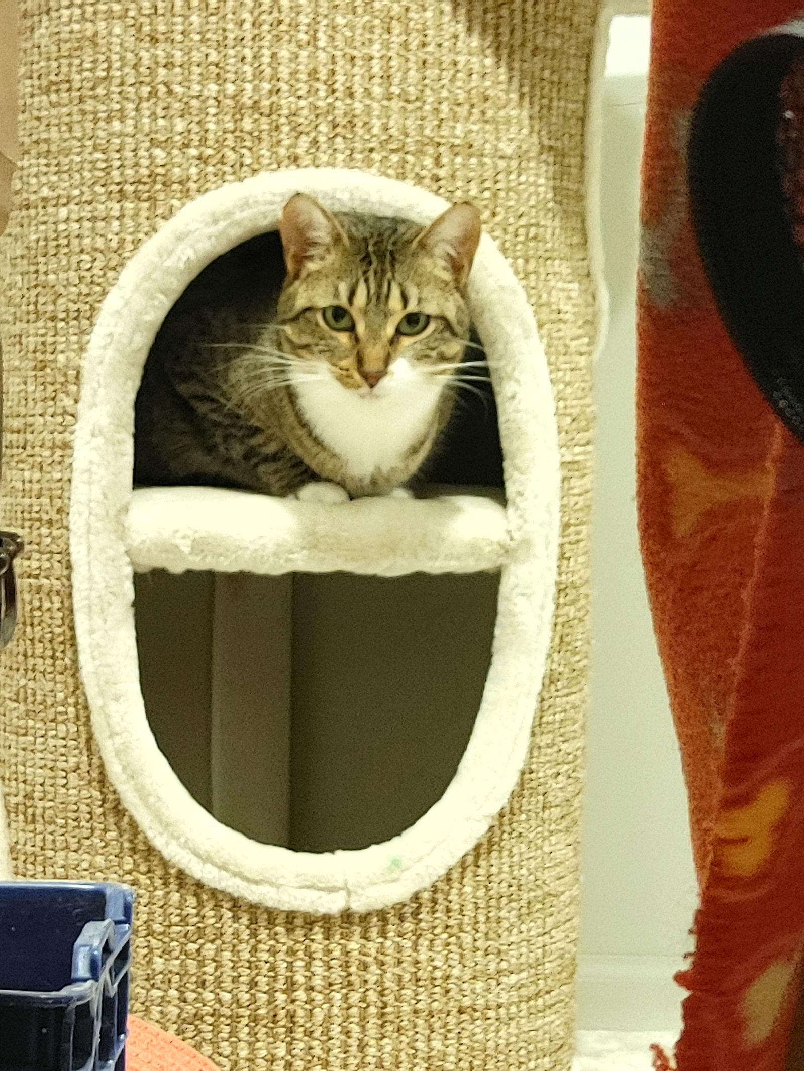 Enlarge Shirley, a Adoptable Domestic Short Hair in Walled Lake, MI image 2/3