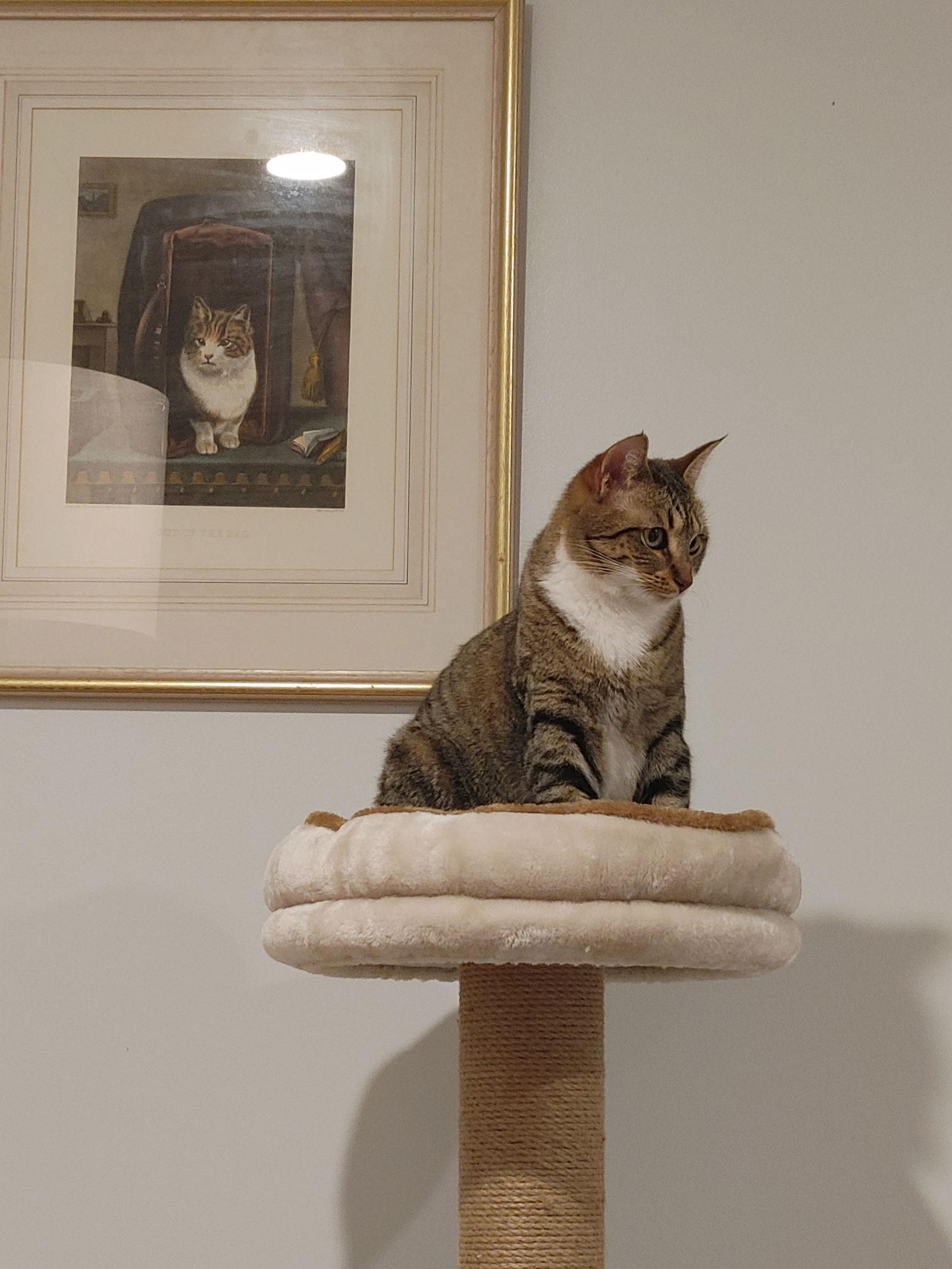 Enlarge Shirley, a Adoptable Domestic Short Hair in Walled Lake, MI image 3/3