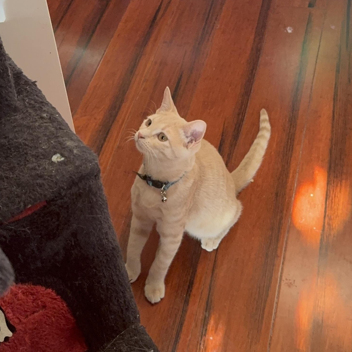 Enlarge RugRat (Now at LCPA!) , a Adoptable mixed breed in Houston, TX image 5/6