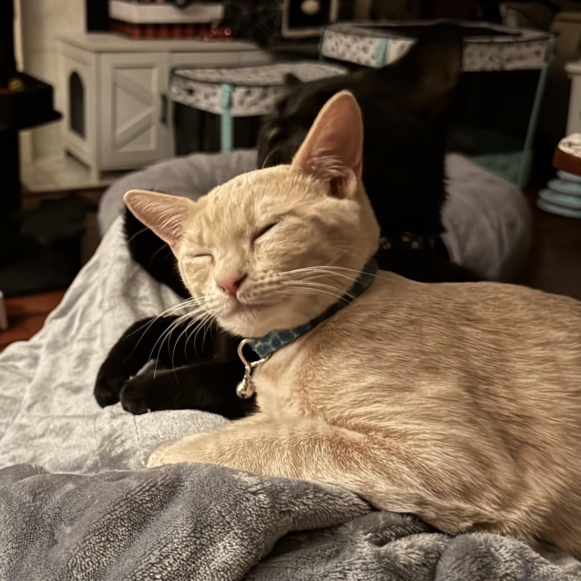 Enlarge RugRat (Now at LCPA!) , a Adoptable mixed breed in Houston, TX image 6/6