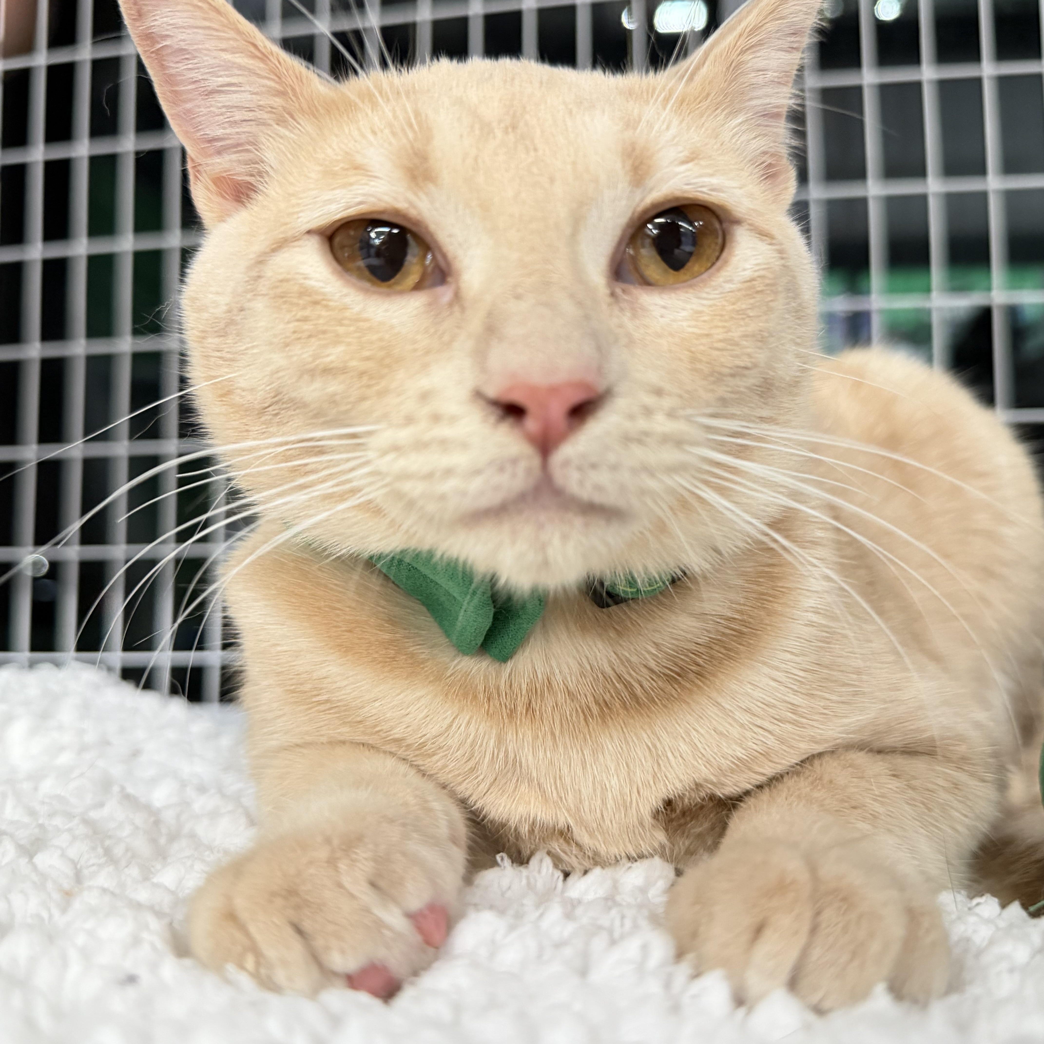 Enlarge RugRat (Now at LCPA!) , a Adoptable mixed breed in Houston, TX image 3/6