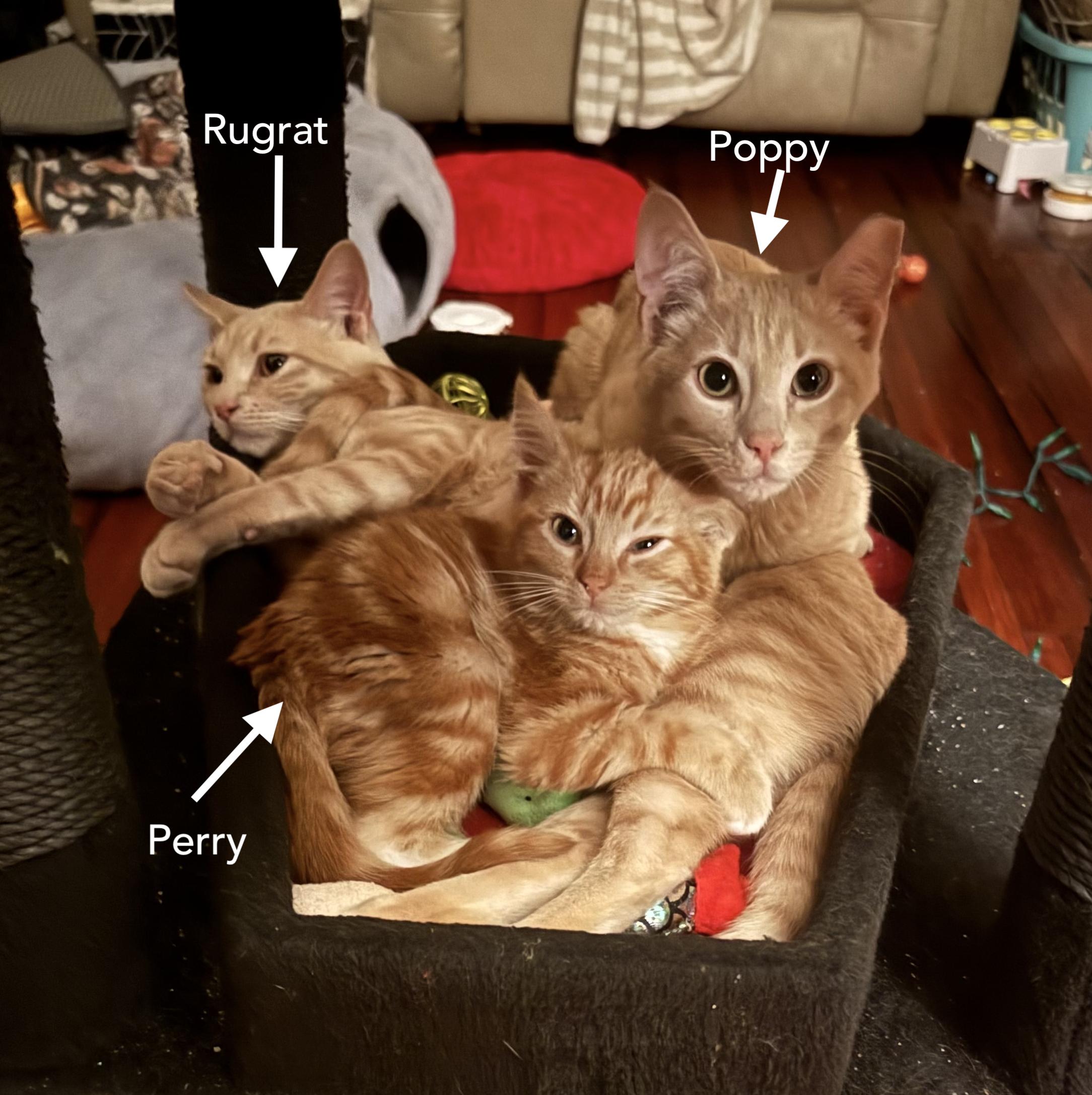 Enlarge RugRat (Now at LCPA!) , a Adoptable mixed breed in Houston, TX image 2/6