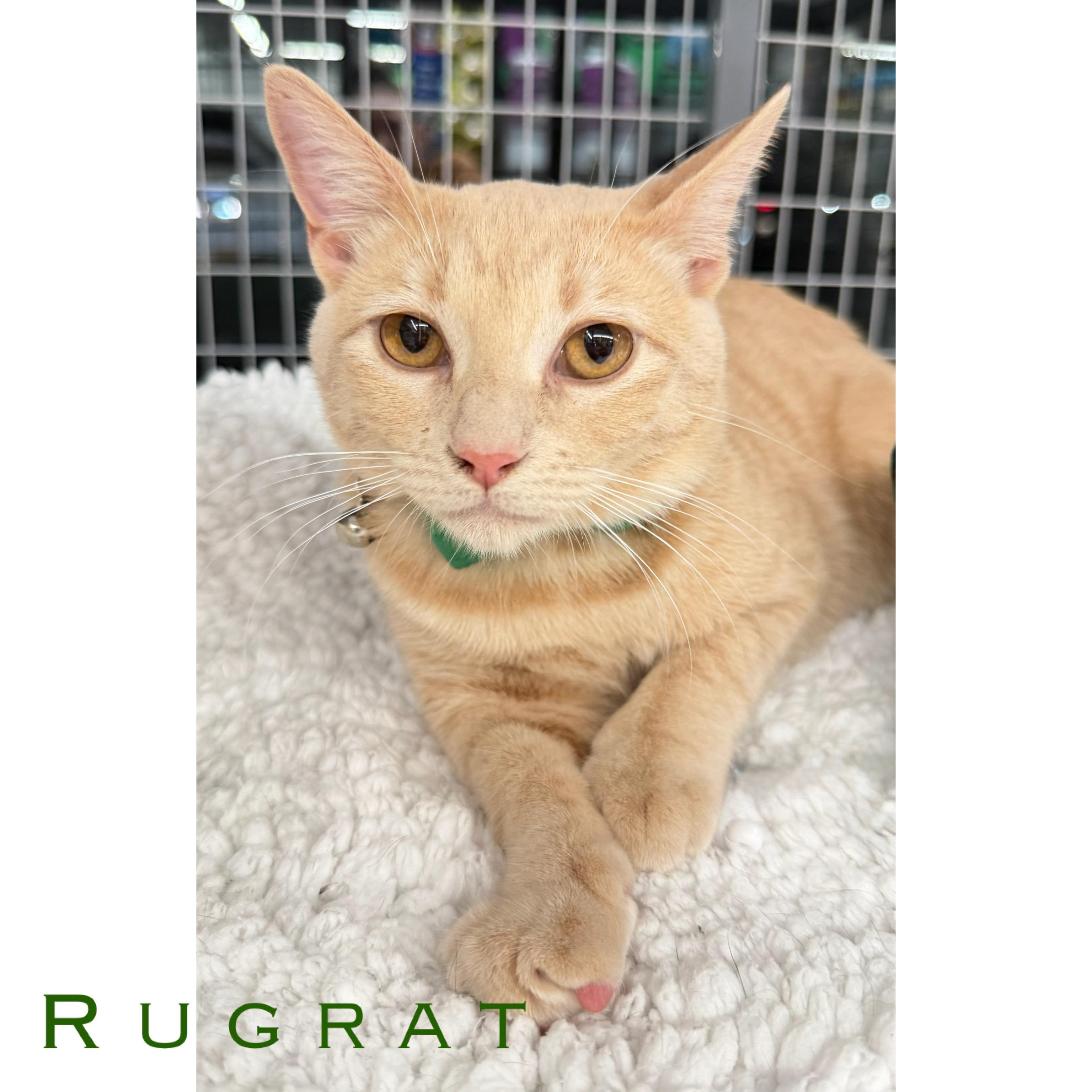 RugRat (Now at LCPA!) , Adoptable, Kitten Male Domestic Short Hair & Tabby.