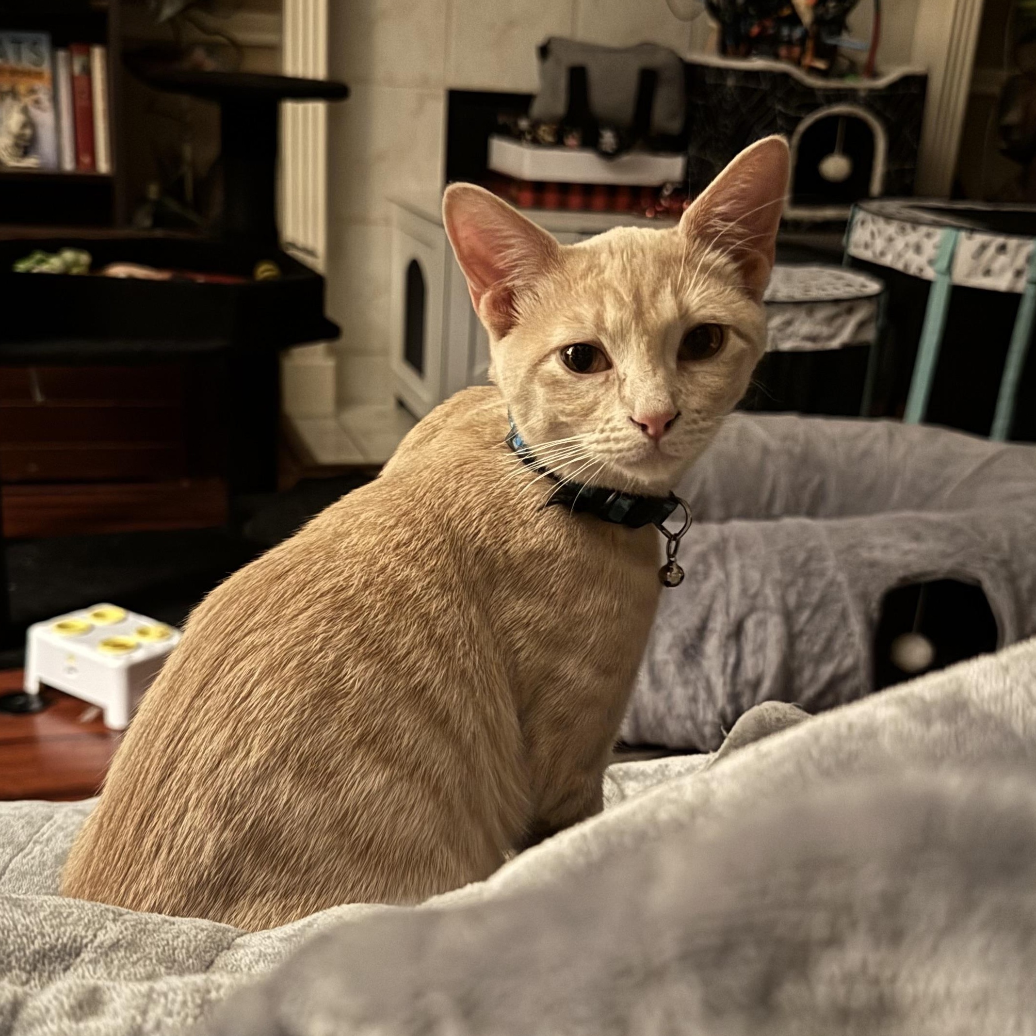 Enlarge RugRat (Now at LCPA!) , a Adoptable mixed breed in Houston, TX image 4/6