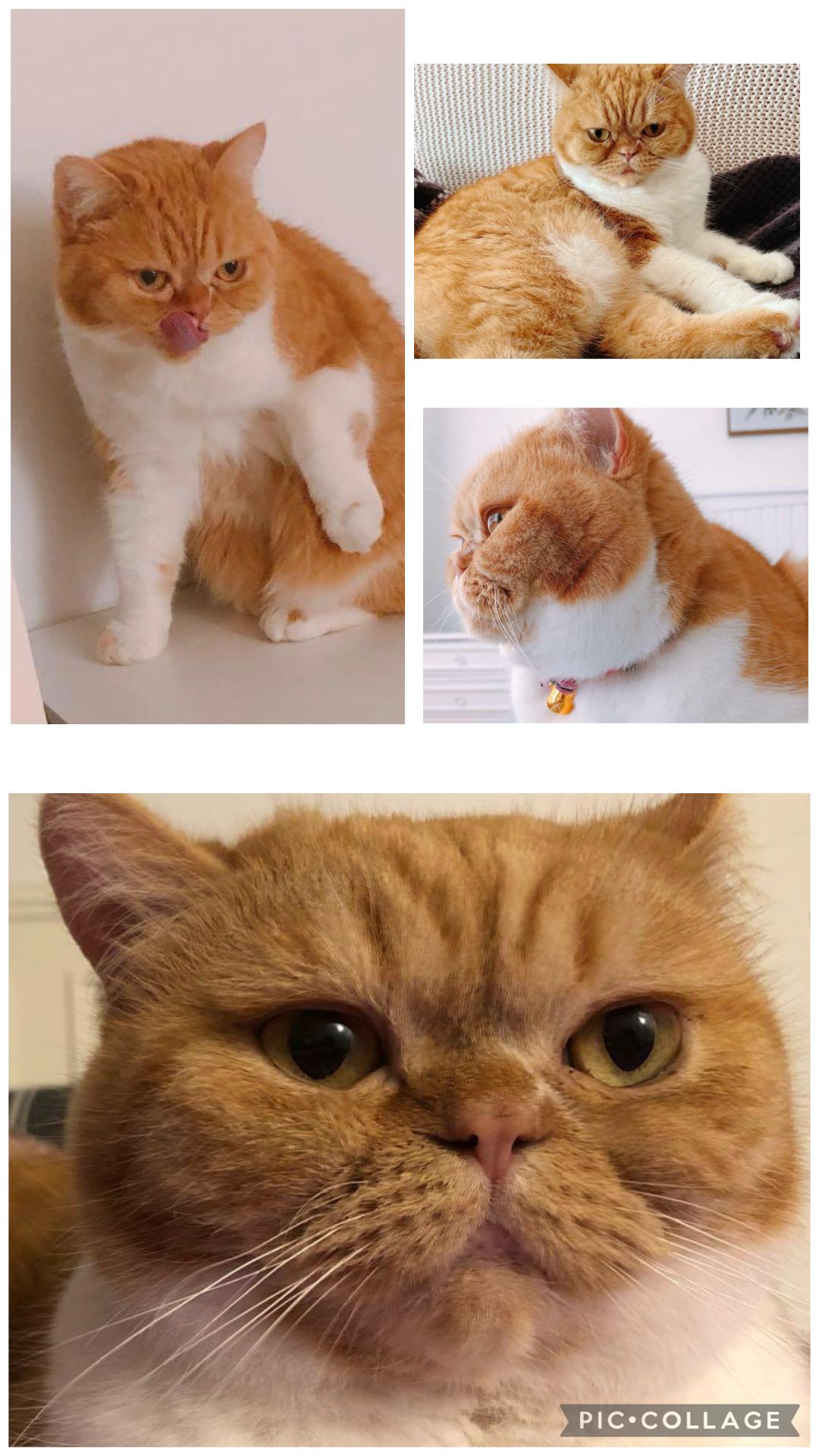 Gege ( Friendly & loving), an adopted Exotic Shorthair in Staten Island, NY image 3/6