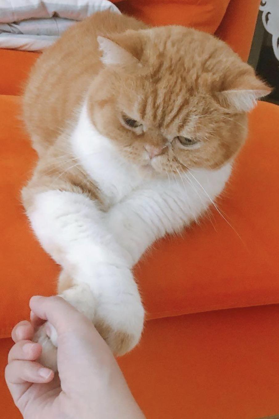 Gege ( Friendly & loving), an adopted Exotic Shorthair in Staten Island, NY image 4/6