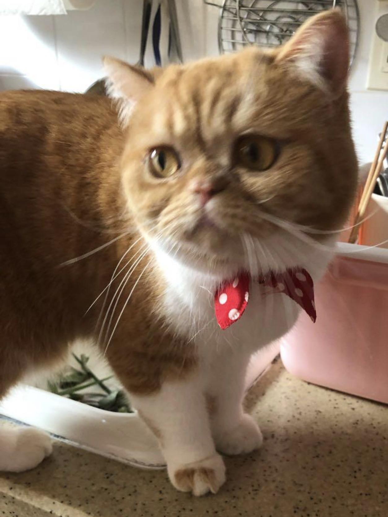 Gege ( Friendly & loving), an adopted Exotic Shorthair in Staten Island, NY image 1/6