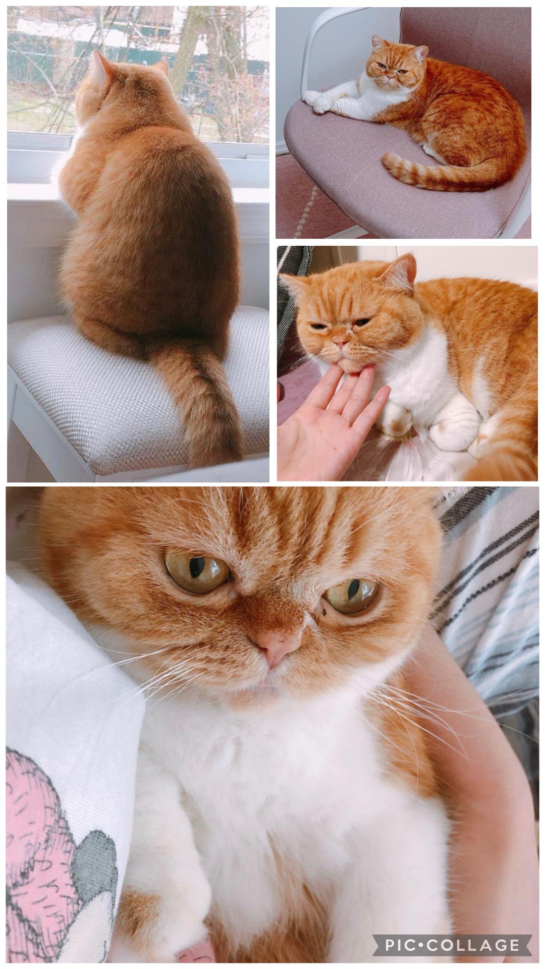 Gege ( Friendly & loving), an adopted Exotic Shorthair in Staten Island, NY image 2/6