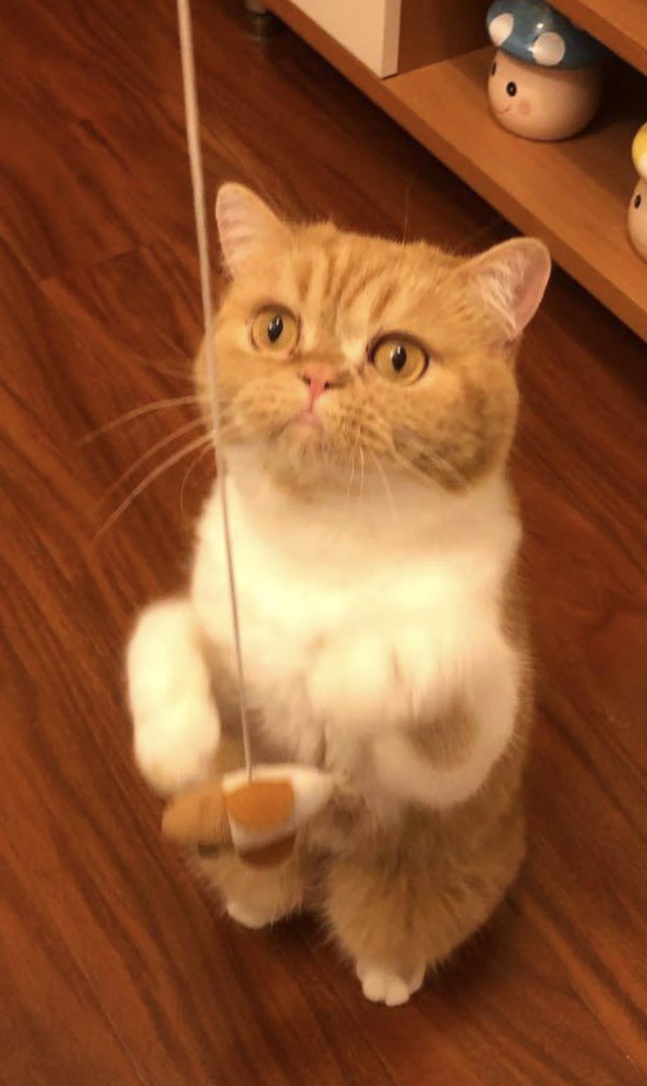 Gege ( Friendly & loving), an adopted Exotic Shorthair in Staten Island, NY image 6/6