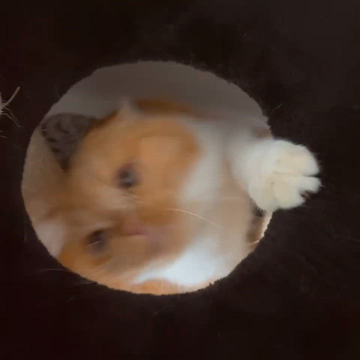 Enlarge Gege ( Friendly & loving), an adopted Exotic Shorthair in Staten Island, NY video 5/6