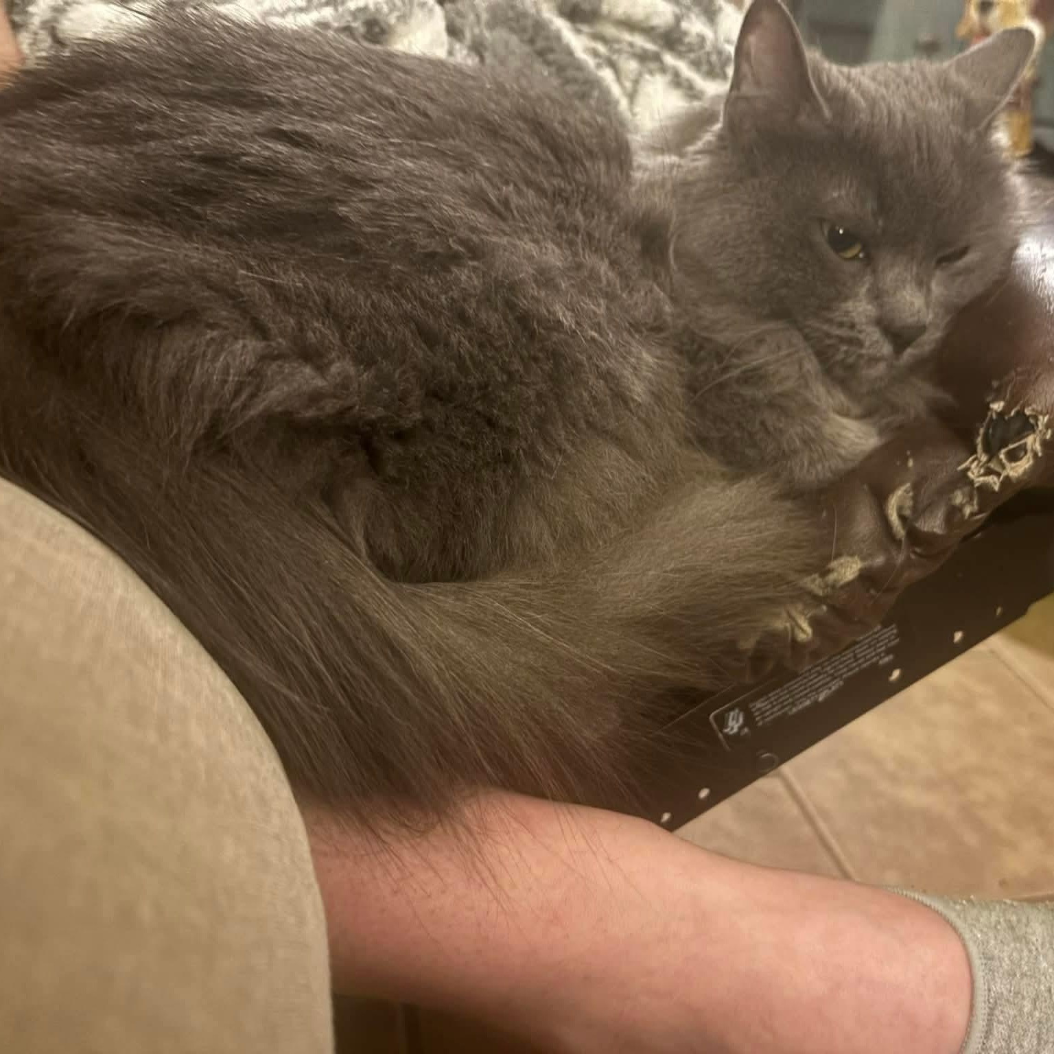 Wanda, an adopted Domestic Long Hair in Memphis, TN image 2/4