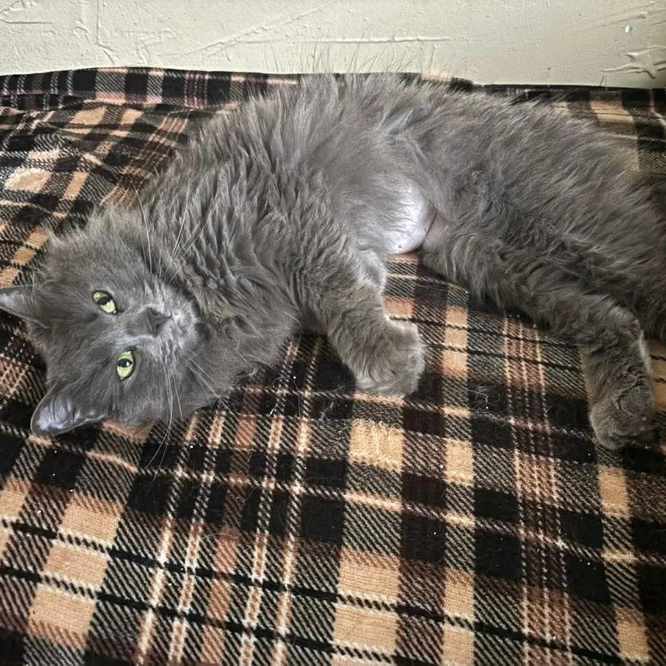 Wanda, adopted, Young Female Domestic Long Hair.