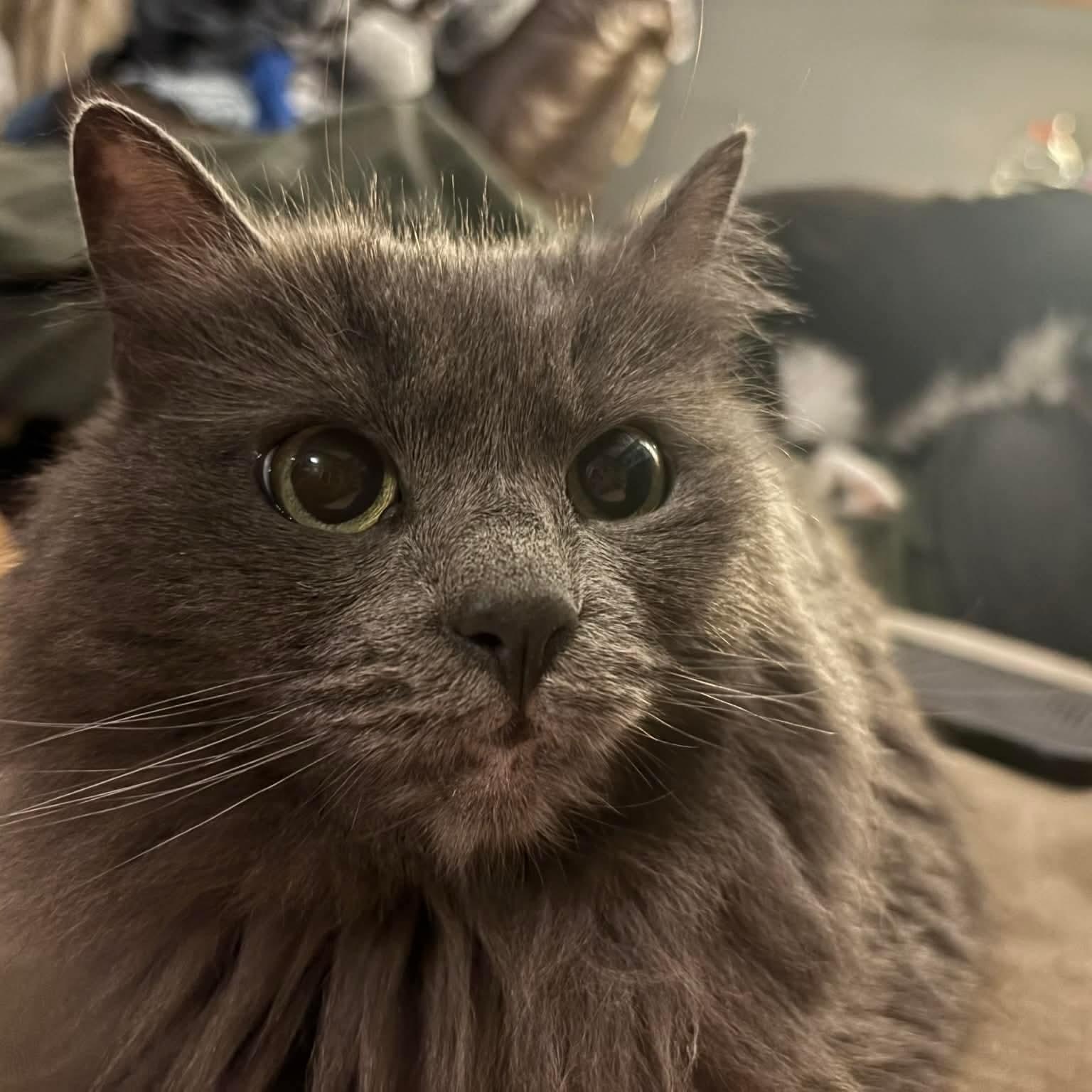Wanda, an adopted Domestic Long Hair in Memphis, TN image 3/4