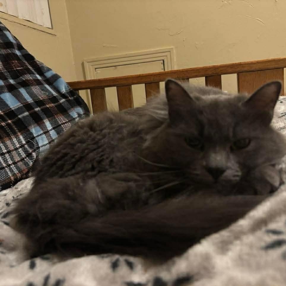 Wanda, an adopted Domestic Long Hair in Memphis, TN image 4/4