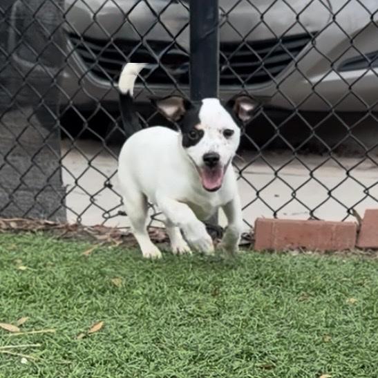 OLLIE*ROCKIE, Adoptable, Puppy Male Fox Terrier.